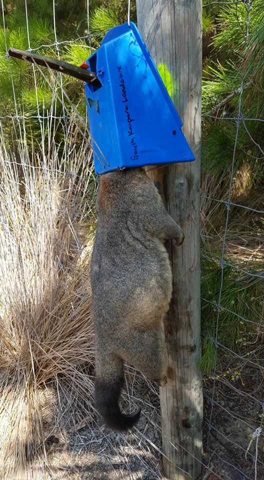 Possum Traps Nz ubicaciondepersonas.cdmx.gob.mx